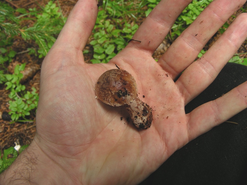 Facciamo due passi tra gli abeti